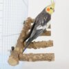 Perchoir Naturel en Bois de Poivre pour Perroquet – Support d’Escalade