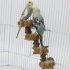 Échelle d’Escalade en Bois Naturel pour Perroquet & Petits Animaux – Escalier