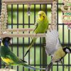 Jouets en Bois Naturel pour Perroquet – Pack 13 Pièces à Mâcher
