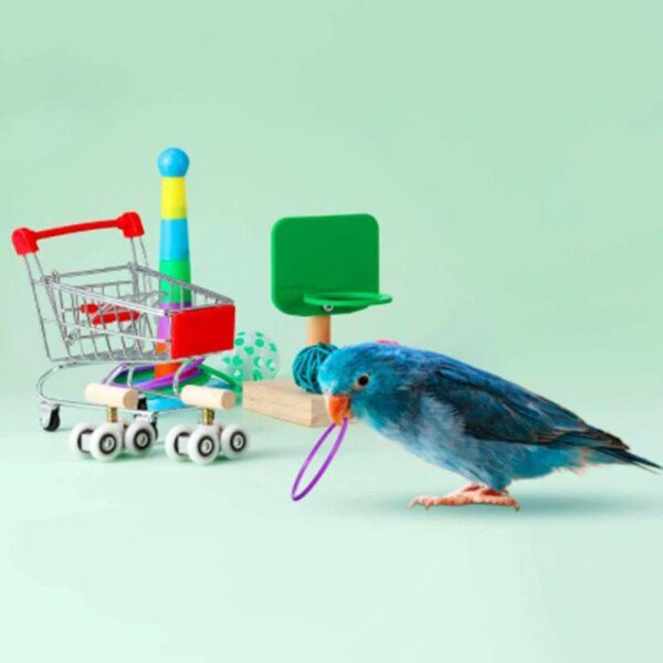 Kit 6 Jouets d’Intelligence & Formation pour Perroquets – Basket, Anneaux