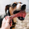 Os Interactif en Nylon pour Chien – Mastication Agressive