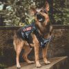 Harnais Chien Tactique Militaire de Luxe – Contrôle, Stabilité & Entraînement