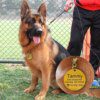 Plaque d’Identification Personnalisée pour Chien – Gravure Offerte