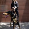 Harnais de Poitrine à Paillettes pour Chien – Luxe, Style & Contrôle