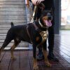 Harnais de Poitrine à Paillettes pour Chien – Luxe, Style & Contrôle