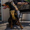 Harnais de Poitrine à Paillettes pour Chien – Luxe, Style & Contrôle