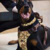 Harnais de Poitrine à Paillettes pour Chien – Luxe, Style & Contrôle