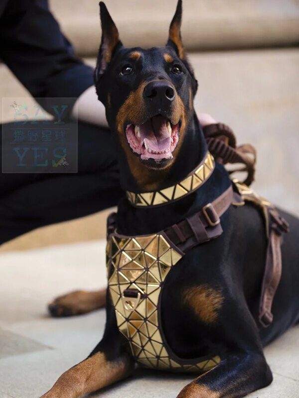 Harnais de Poitrine à Paillettes pour Chien – Luxe, Style & Contrôle