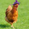 Chapeau de poulet pour poules, accessoires amusants pour petits animaux de compagnie