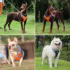 Harnais Gilet Respirant Réglable pour Chiens Moyens & Grands – Sécurité