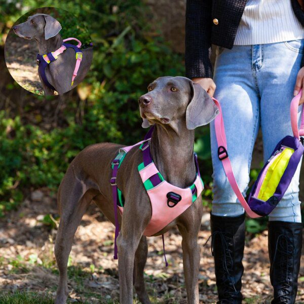 Harnais & Laisse Assortis pour Chiens de Compagnie – Réglables, Réfléchissants