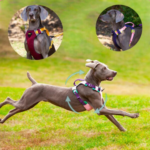 74085-d018ad.jpg Harnais & Laisse Assortis pour Chiens de Compagnie – Réglables, Réfléchissants