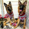 Pull britannique en tricot de Noël pour chien moyen & grand 🧶🎄