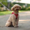Harnais + Laisse Réglables pour Petits Chiens & Chats – Confort Doux