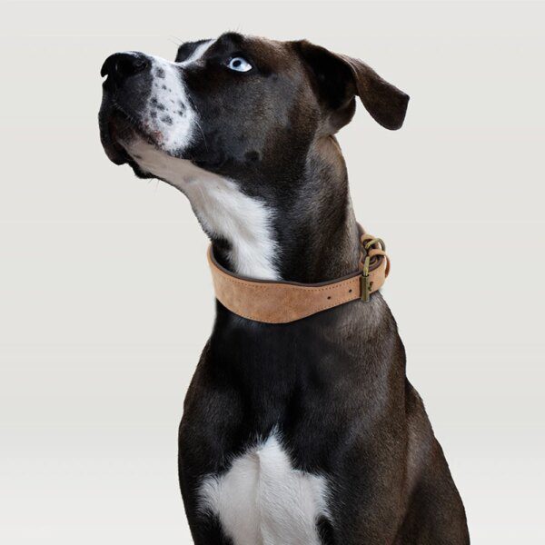 Collier en Cuir Clouté Résistant pour Chien – Puissance Maîtrisée, Protection du Cou