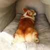 Lit d’hiver chaud pour chien & chat – Tente de sommeil profond