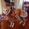 Manteau d’hiver chaud et épais pour chien – Tailles moyennes