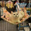 hamac pour chat Lit suspendu pour chat mignon, siège solaire confortable