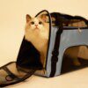 Sac de Transport Souple pour Chat & Chien – Pliable