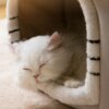 Niche amovible 4 saisons pour petit chien & chat – Tente chaude