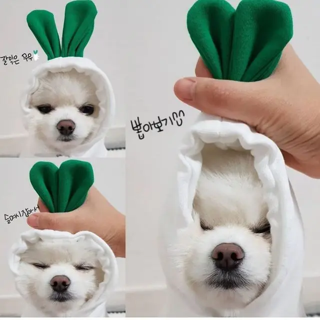 White Carrot