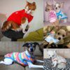 Manteau à capuche en polaire pour chien & chat – Gilet chaud cocooning
