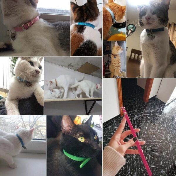 Collier Chat & Chiot en Cuir Coloré – Personnalisé avec Nom
