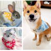 Bavoir chat réglables pour petits et moyens chiens, colliers triangulaires pour chiots