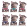 Collier de Sécurité Personnalisé pour Chat & Chiot