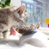 92264-df7b64.jpg gamelle chat Bol d'alimentation en plastique Transparent pour chat, support surélevé