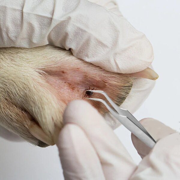 92912-76061c.jpg Outil Dissolvant de Puces & Tiques pour Chien et Chat – Extracteur en Acier