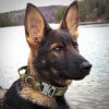 Collier Tactique Militaire pour Chien – Contrôle Absolu, Robustesse Terrain