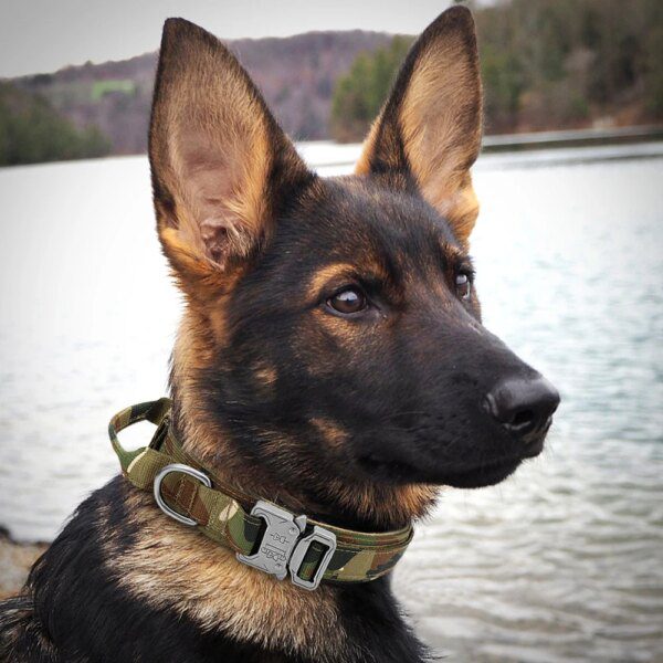 Collier Tactique Militaire pour Chien – Contrôle Absolu, Robustesse Terrain