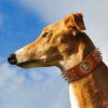 Collier en Cuir Véritable Marron à Pointes pour Chien – Puissance Maîtrisée