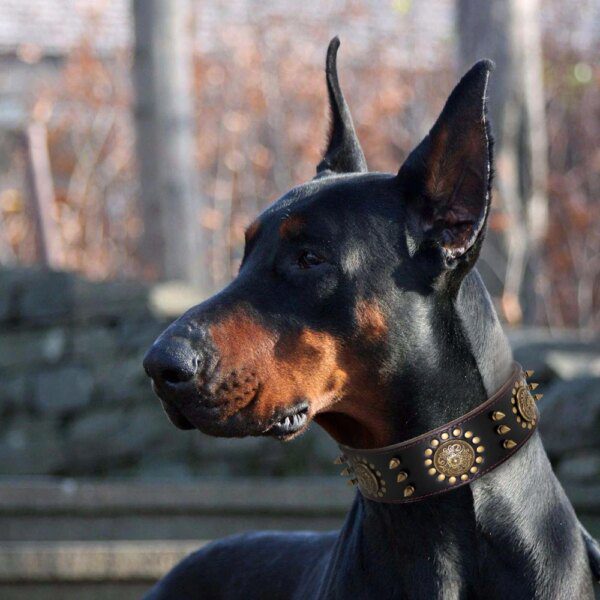 Collier en Cuir Véritable Marron à Pointes pour Chien – Puissance Maîtrisée