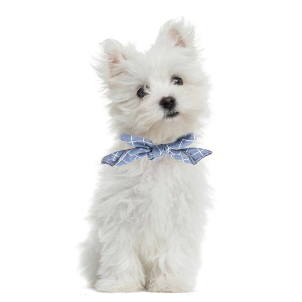 Bandana chien en coton à pois – Carré lavable & style doux