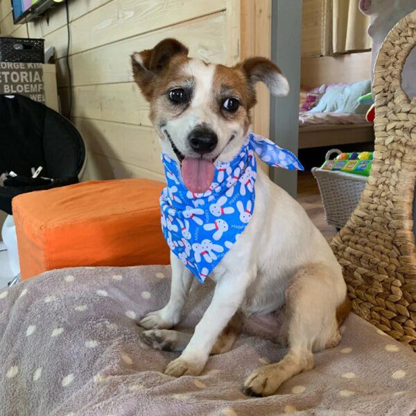 Bandana chien en coton respirant – Lot 10 / 40 / 80 pcs universelles 100% Coton