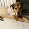 Bandana chien en coton respirant – Lot 10 / 40 / 80 pcs universelles 100% Coton