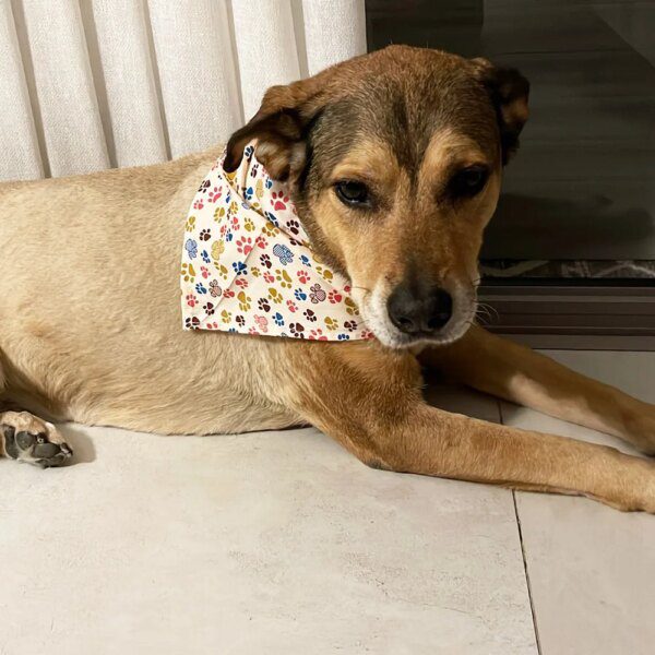 Bandana chien en coton respirant – Lot 10 / 40 / 80 pcs universelles 100% Coton