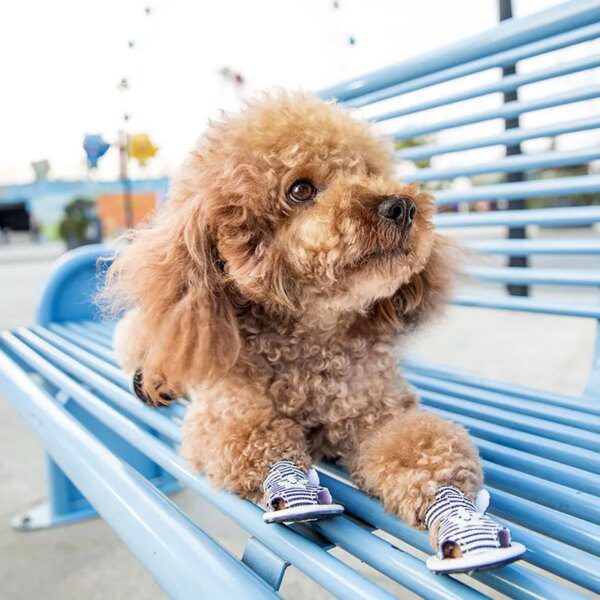 97569-9b685c.jpg Chaussures en toile antidérapantes motif cartoon pour petit chien