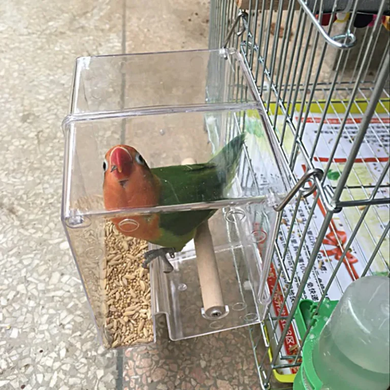 Les erreurs qui stressent chiens et chats lors du choix d'un accessoire - Mangeoire Oiseaux