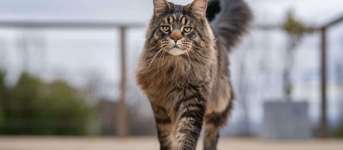 Kiss-maine-coon